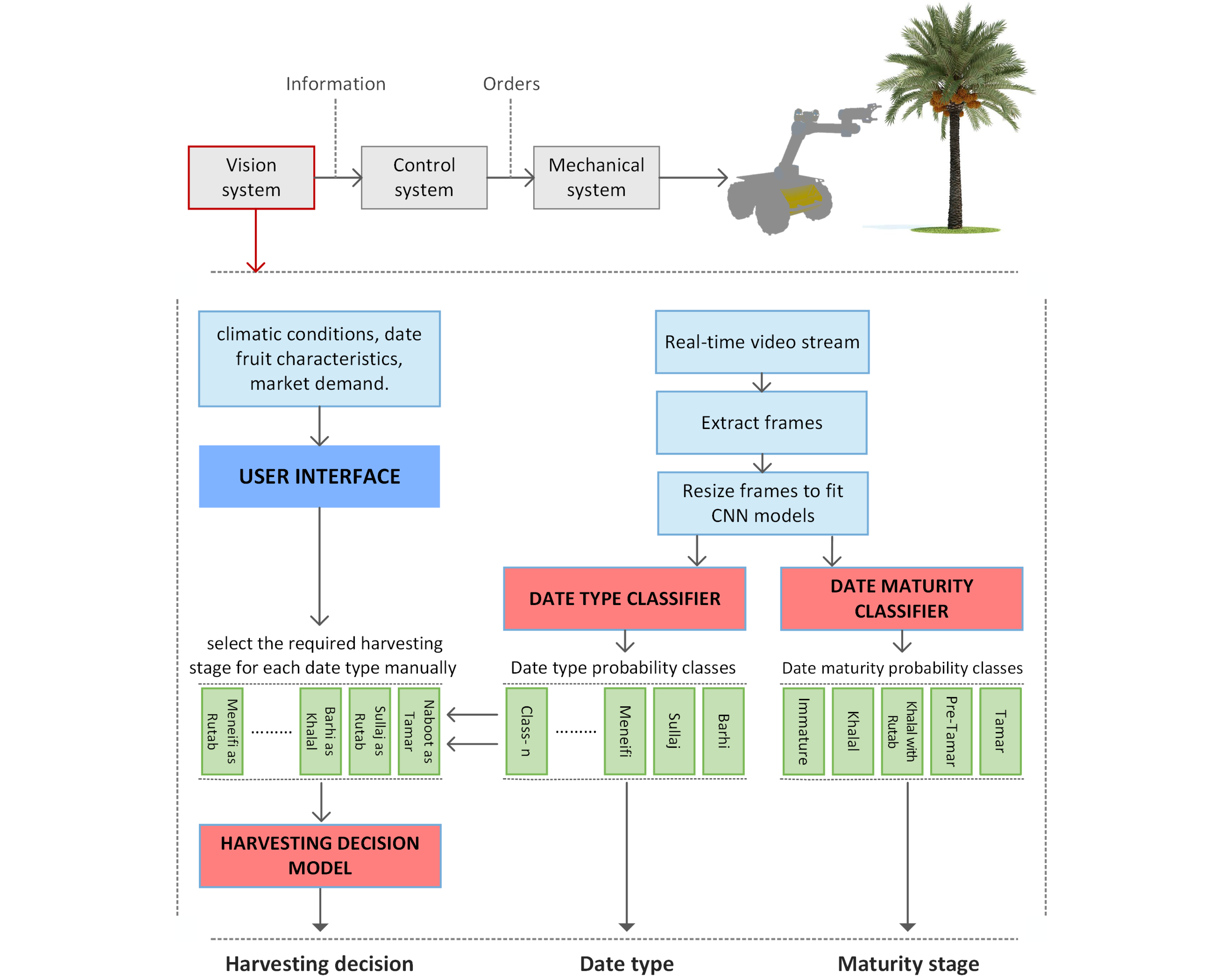Date Fruit Classification for Robotic Harvesting